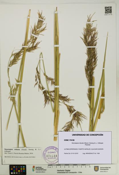 Nicoraepoa robusta [Espécimen: UDEC:CONC:0174133]