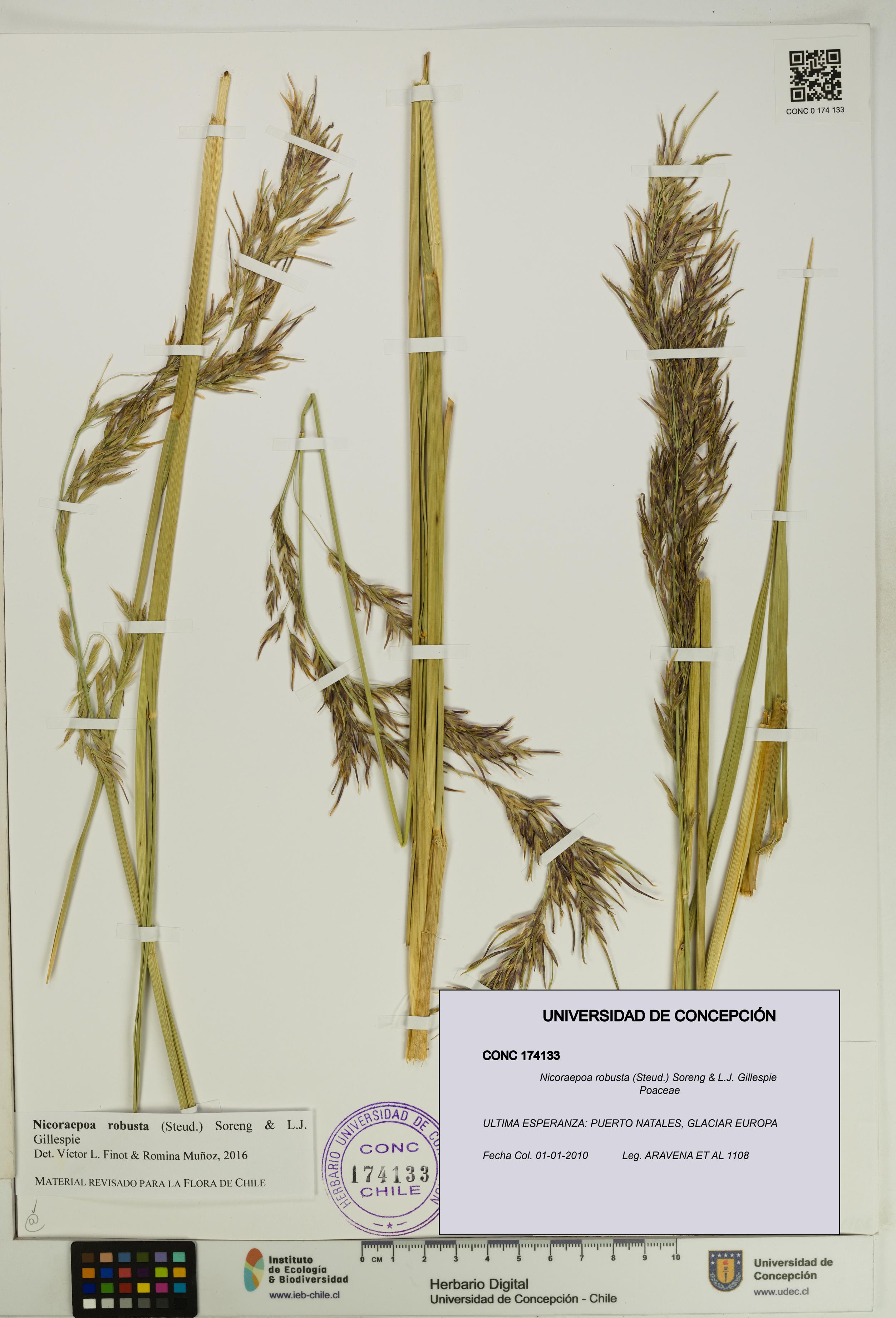 Nicoraepoa robusta [Espécimen: UDEC:CONC:0174133]