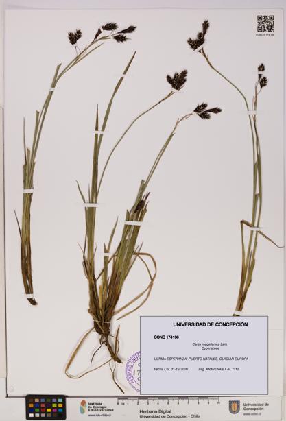 Carex magellanica [Espécimen: UDEC:CONC:0174136]