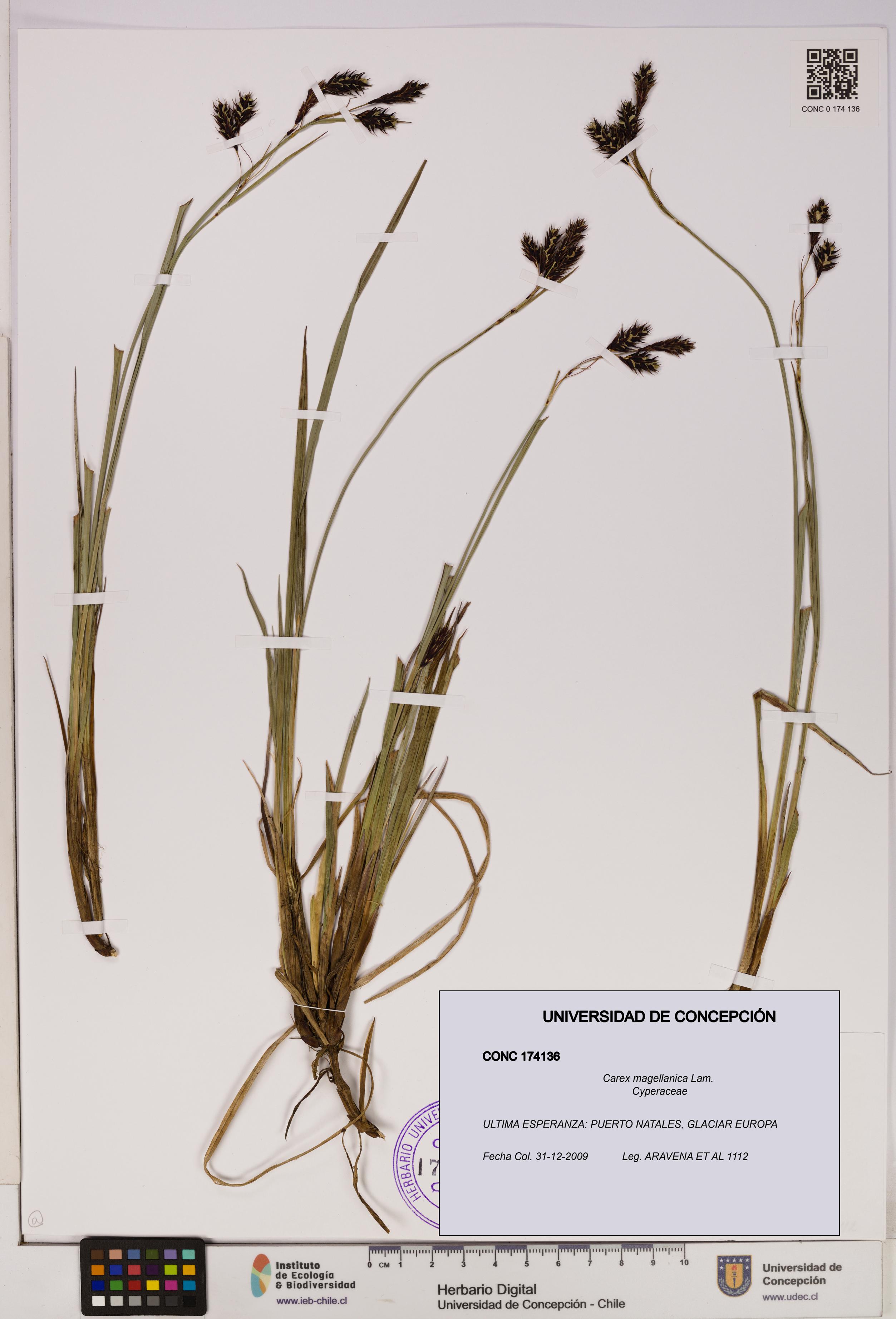 Carex magellanica [Espécimen: UDEC:CONC:0174136]