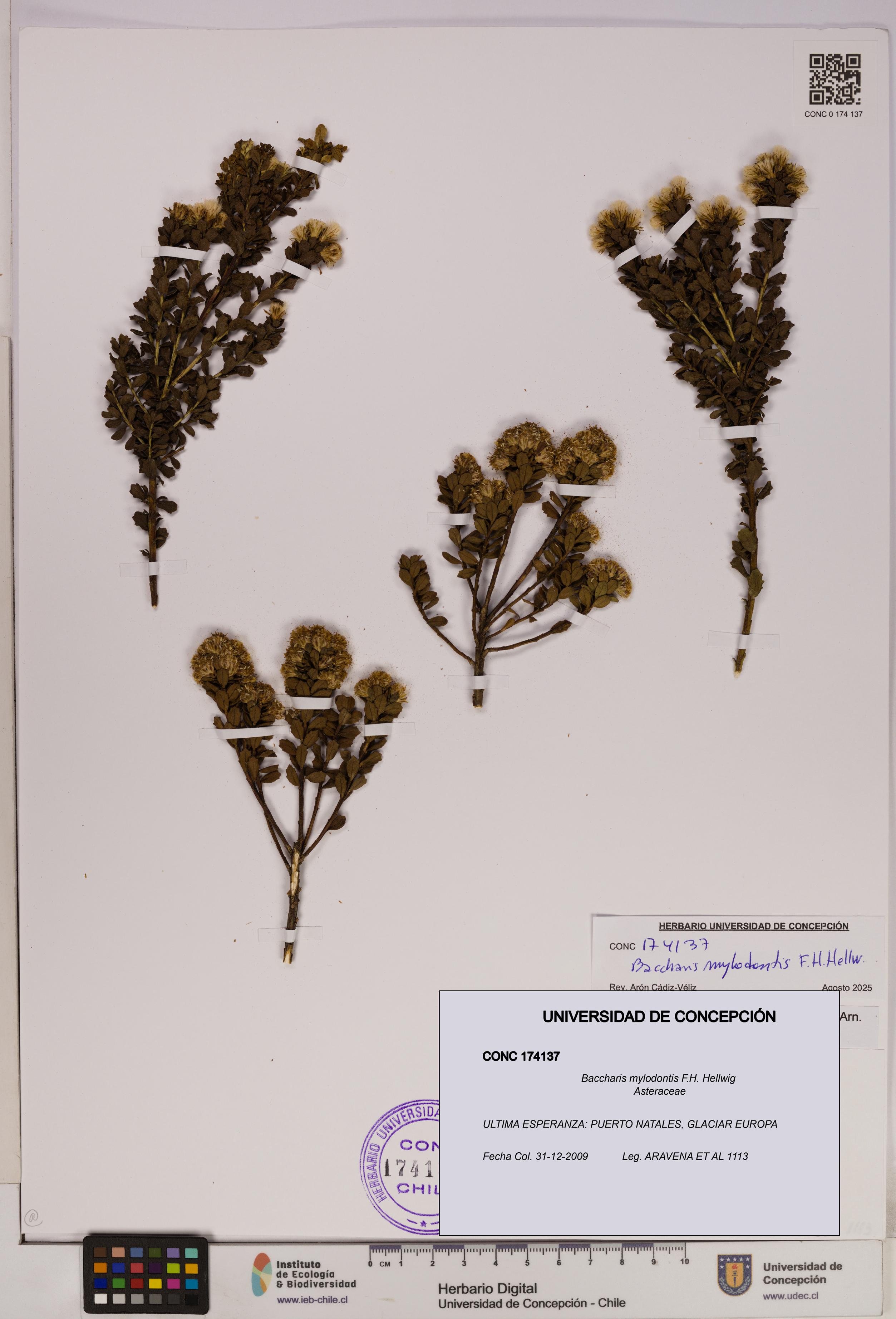 Baccharis mylodontis [Espécimen: UDEC:CONC:0174137]