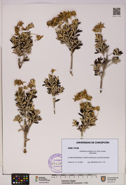 Chiliotrichum diffusum [Espécimen: UDEC:CONC:0174138]