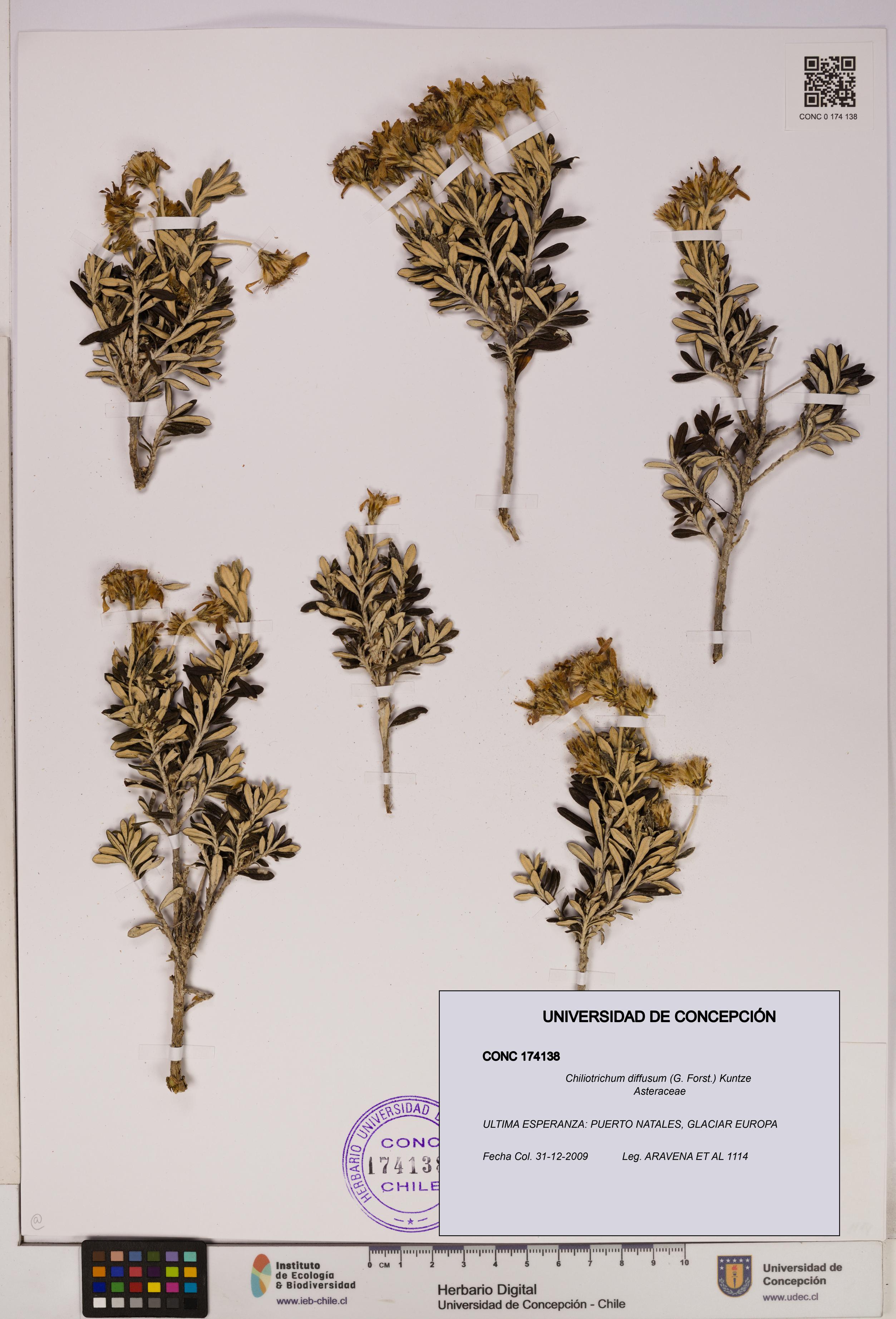 Chiliotrichum diffusum [Espécimen: UDEC:CONC:0174138]