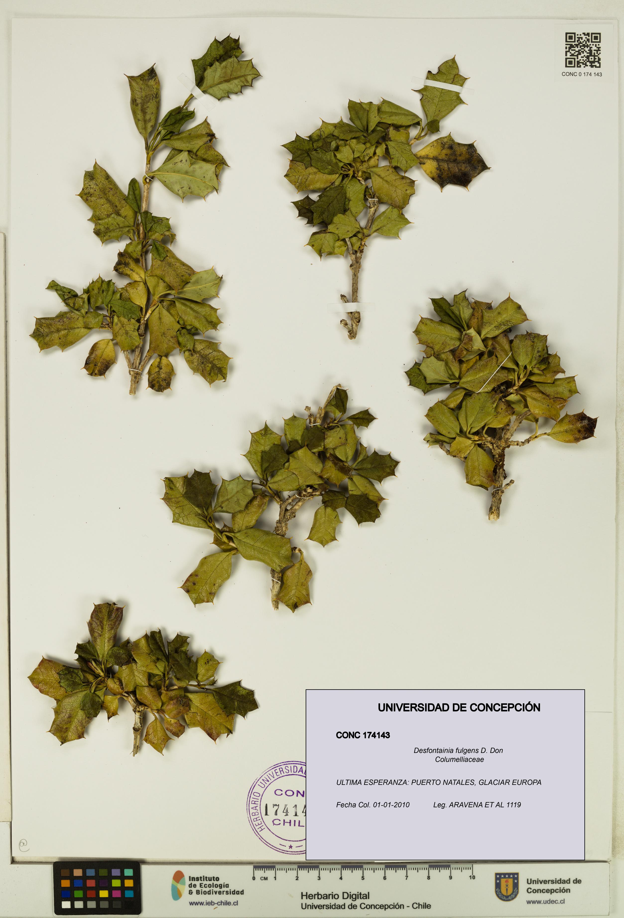 Desfontainia fulgens [Espécimen: UDEC:CONC:0174143]