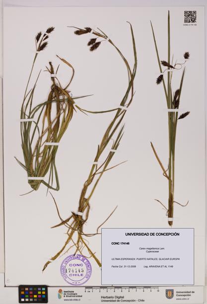 Carex magellanica [Espécimen: UDEC:CONC:0174145]