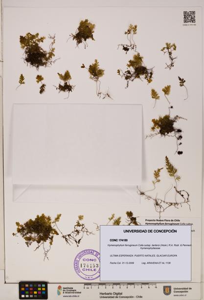 Hymenophyllum ferrugineum [Espécimen: UDEC:CONC:0174153]