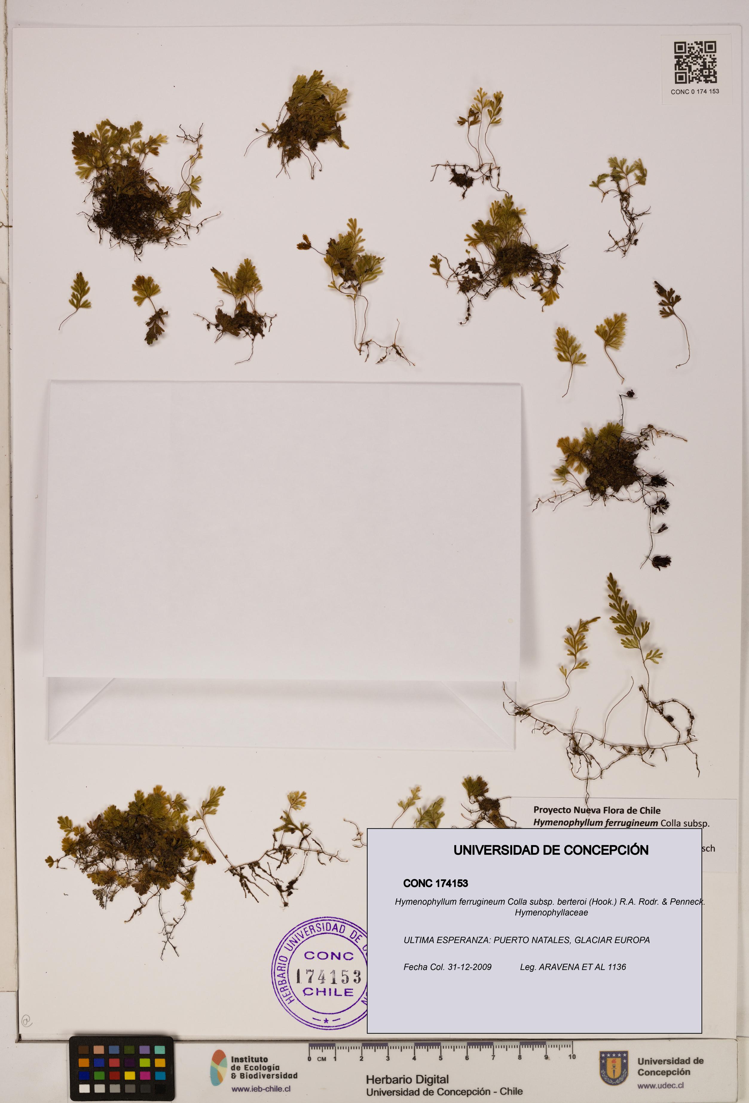 Hymenophyllum ferrugineum [Espécimen: UDEC:CONC:0174153]