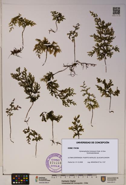 Hymenophyllum tortuosum [Espécimen: ]