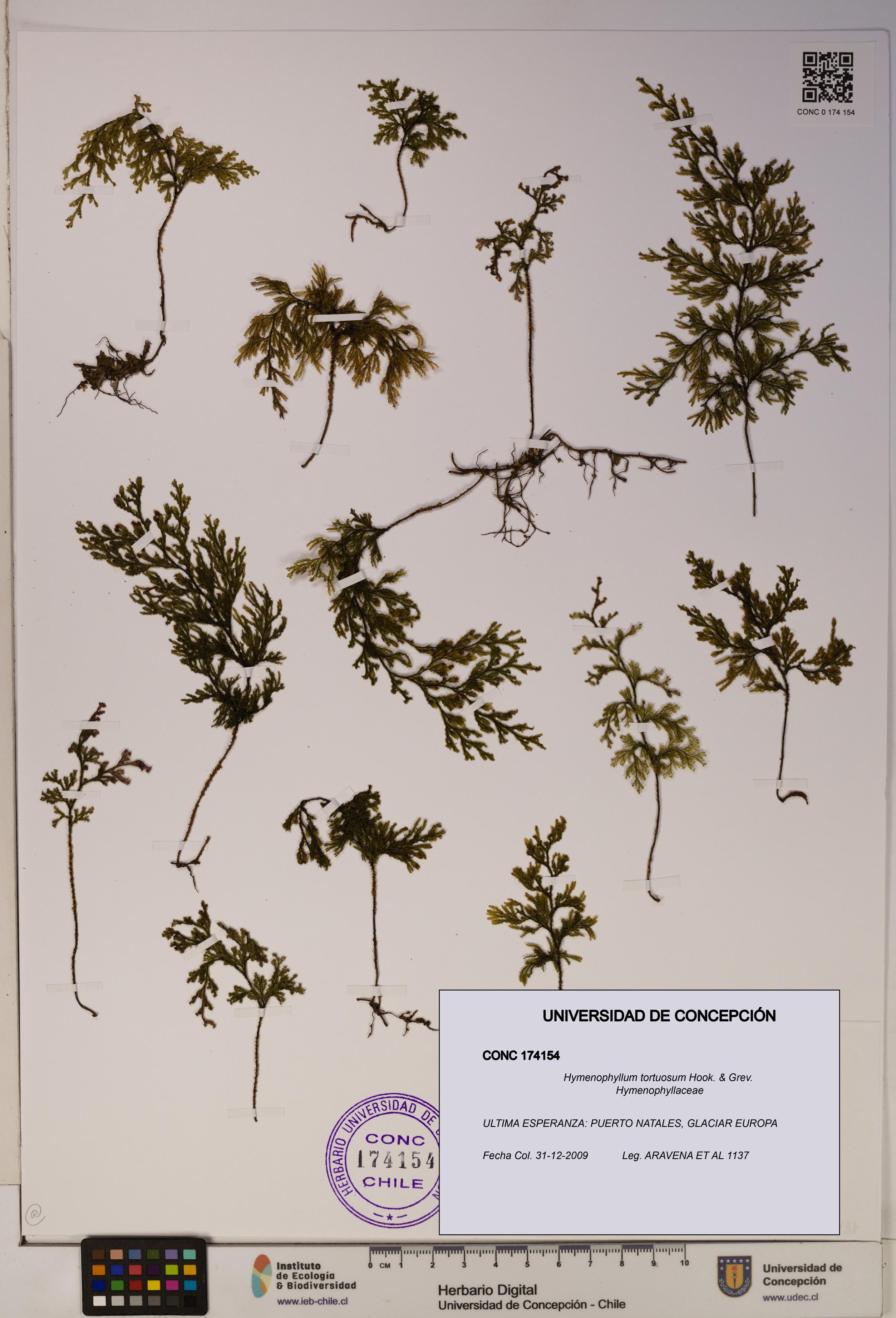Hymenophyllum tortuosum [Espécimen: ]