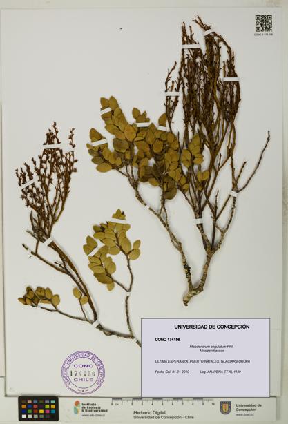 Misodendrum angulatum [Espécimen: UDEC:CONC:0174156]