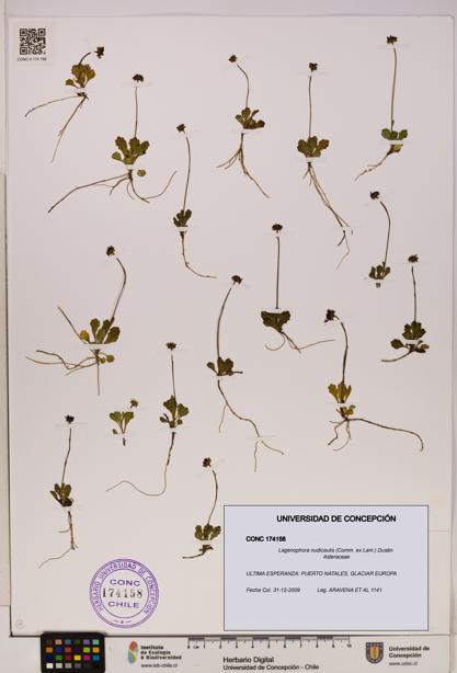 Lagenophora nudicaulis [Espécimen: ]