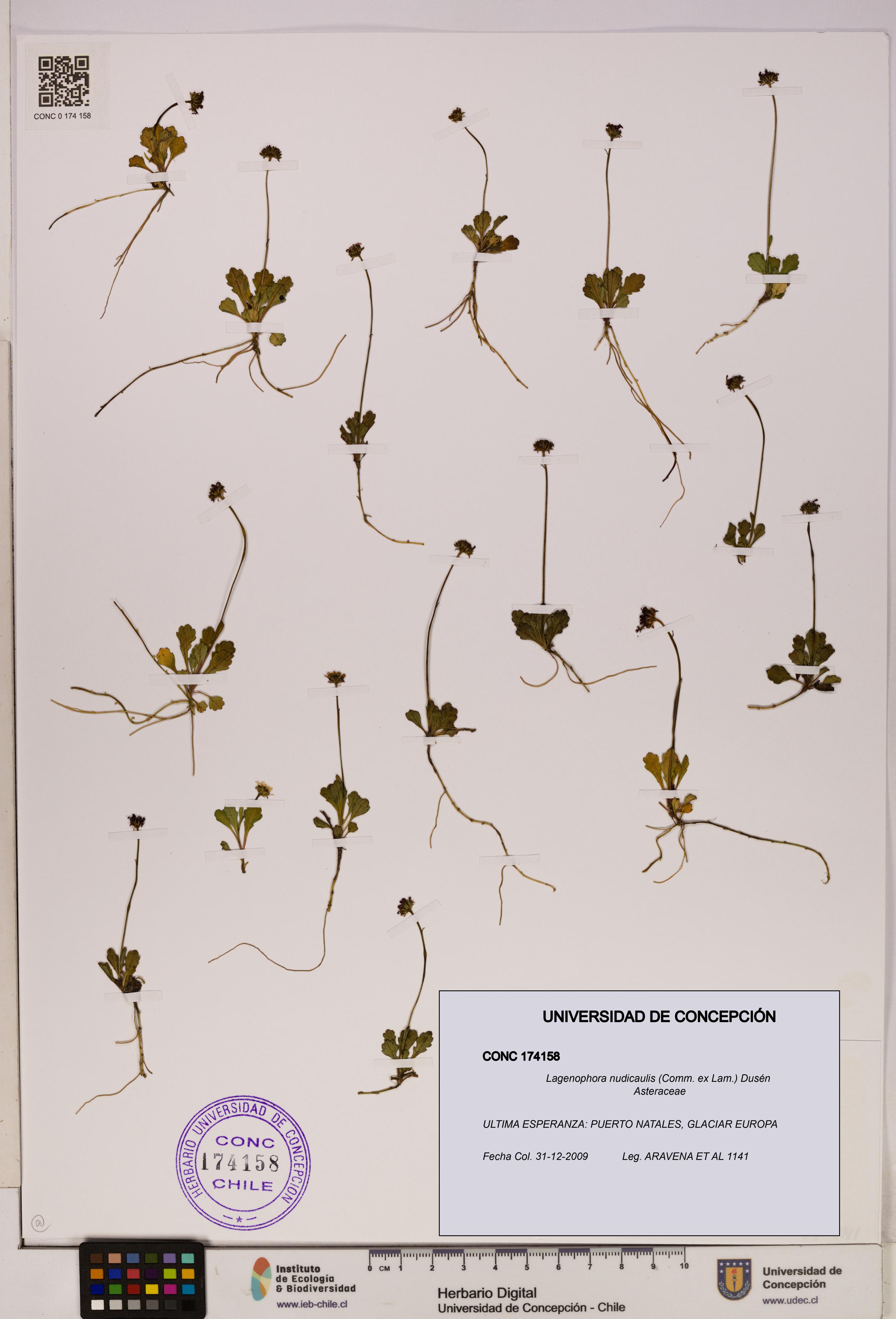 Lagenophora nudicaulis [Espécimen: ]