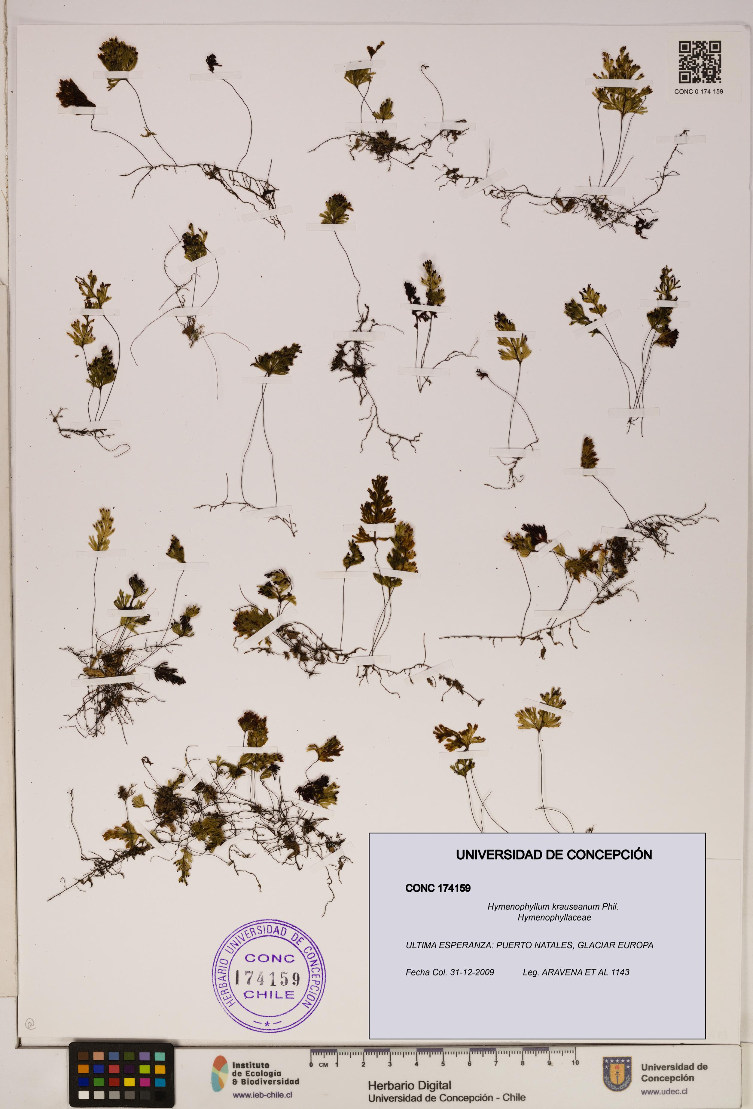 Hymenophyllum krauseanum [Espécimen: ]
