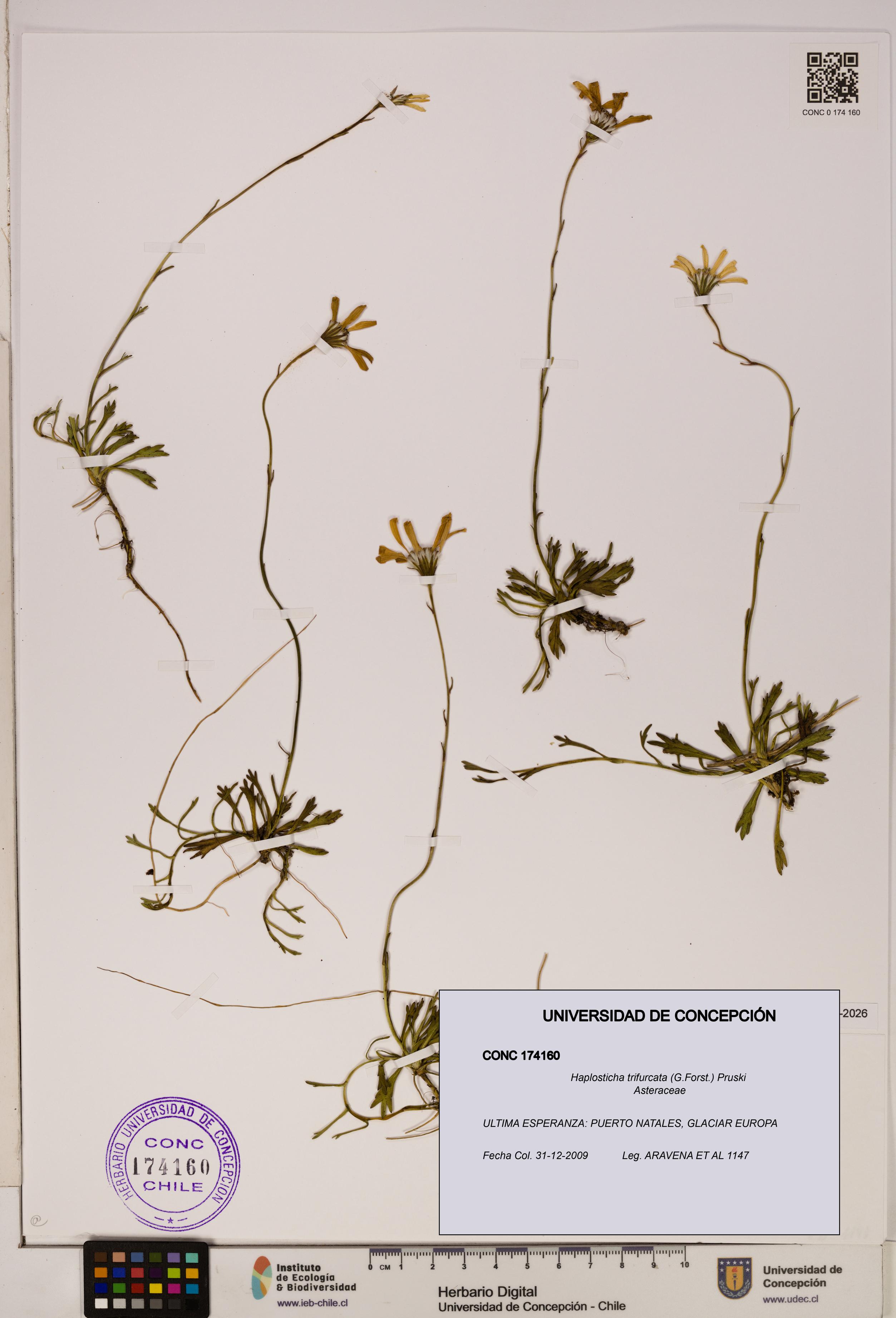 Haplosticha trifurcata [Espécimen: UDEC:CONC:0174160]