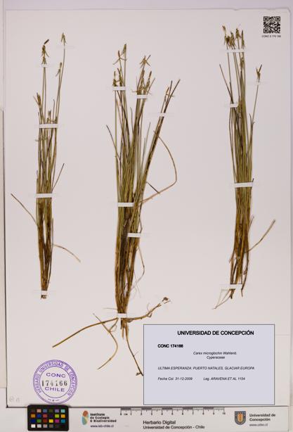 Carex microglochin [Espécimen: UDEC:CONC:0174166]