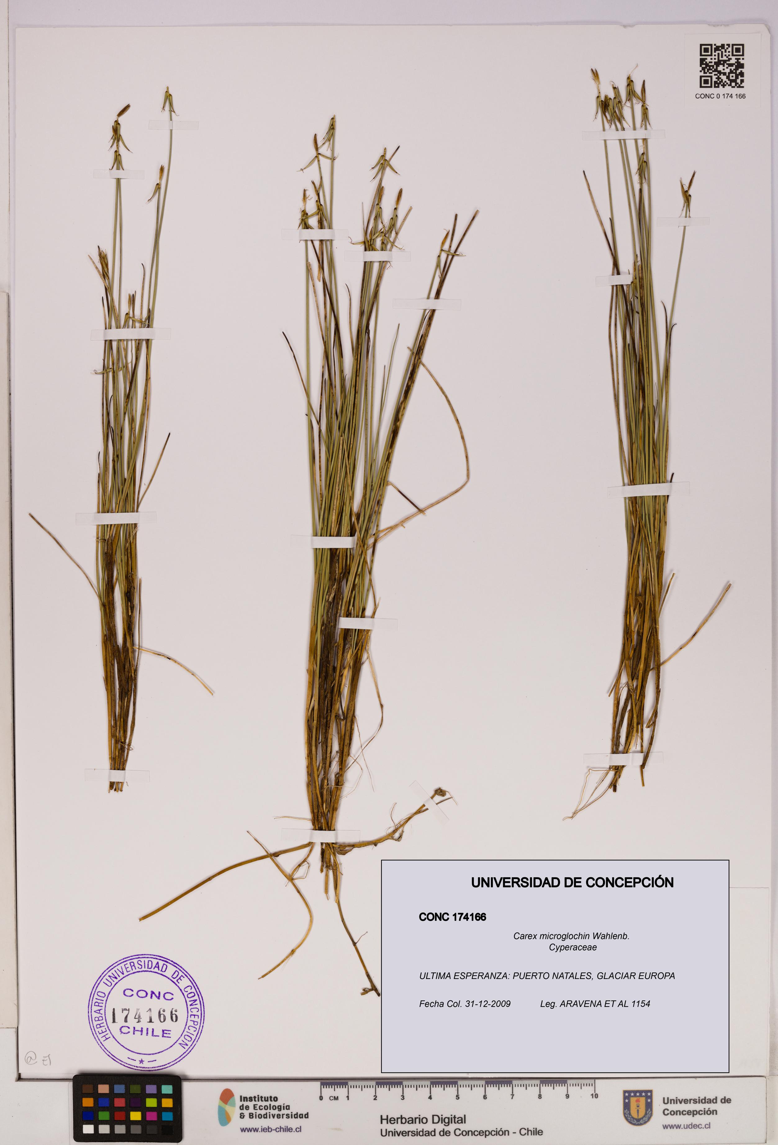 Carex microglochin [Espécimen: UDEC:CONC:0174166]