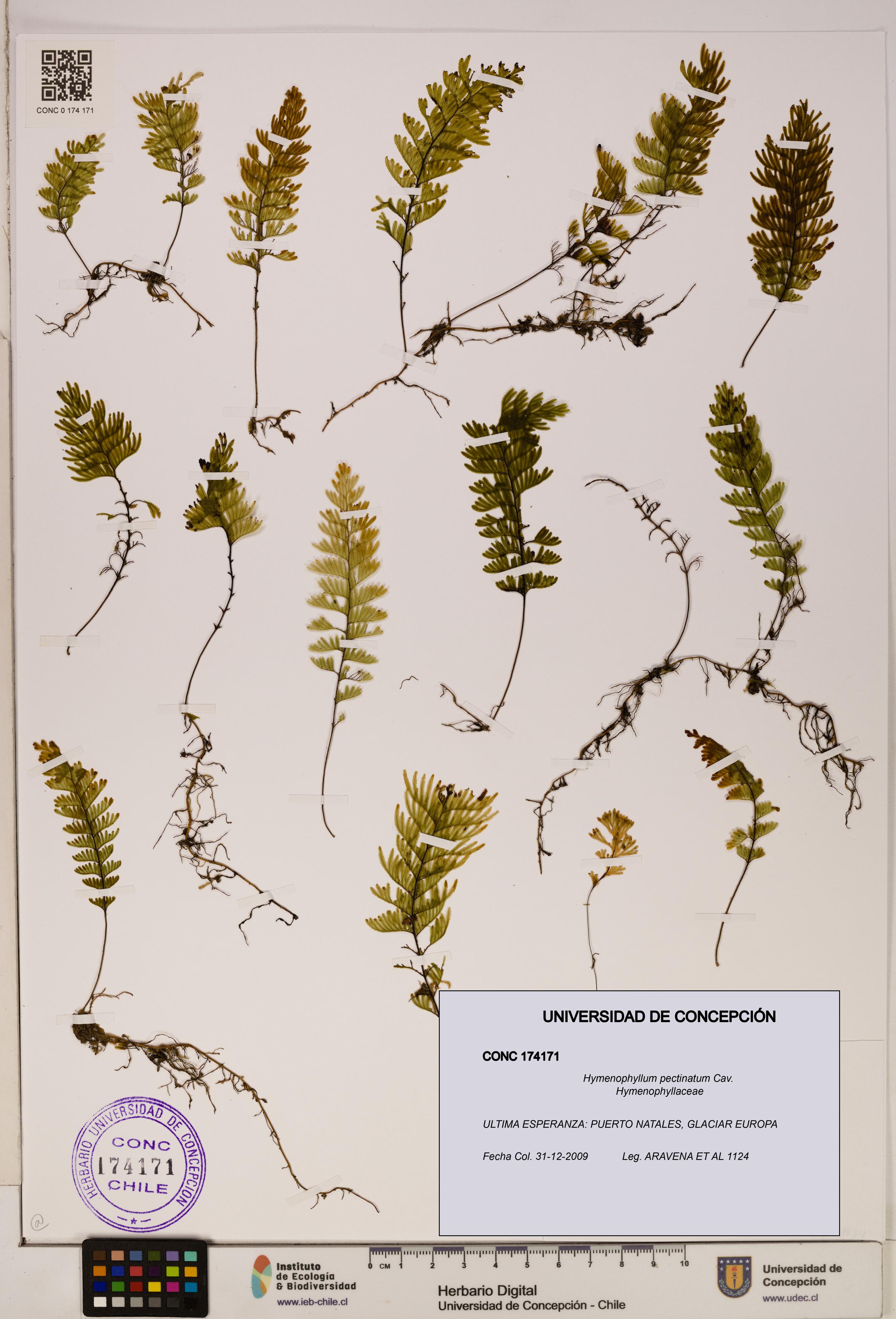 Hymenophyllum pectinatum [Espécimen: ]