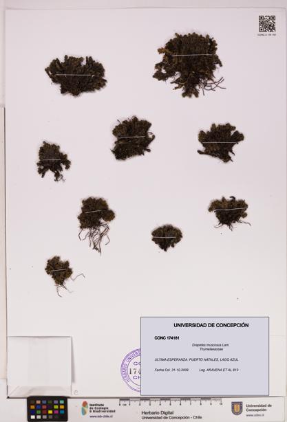 Drapetes muscosus [Espécimen: UDEC:CONC:0174181]