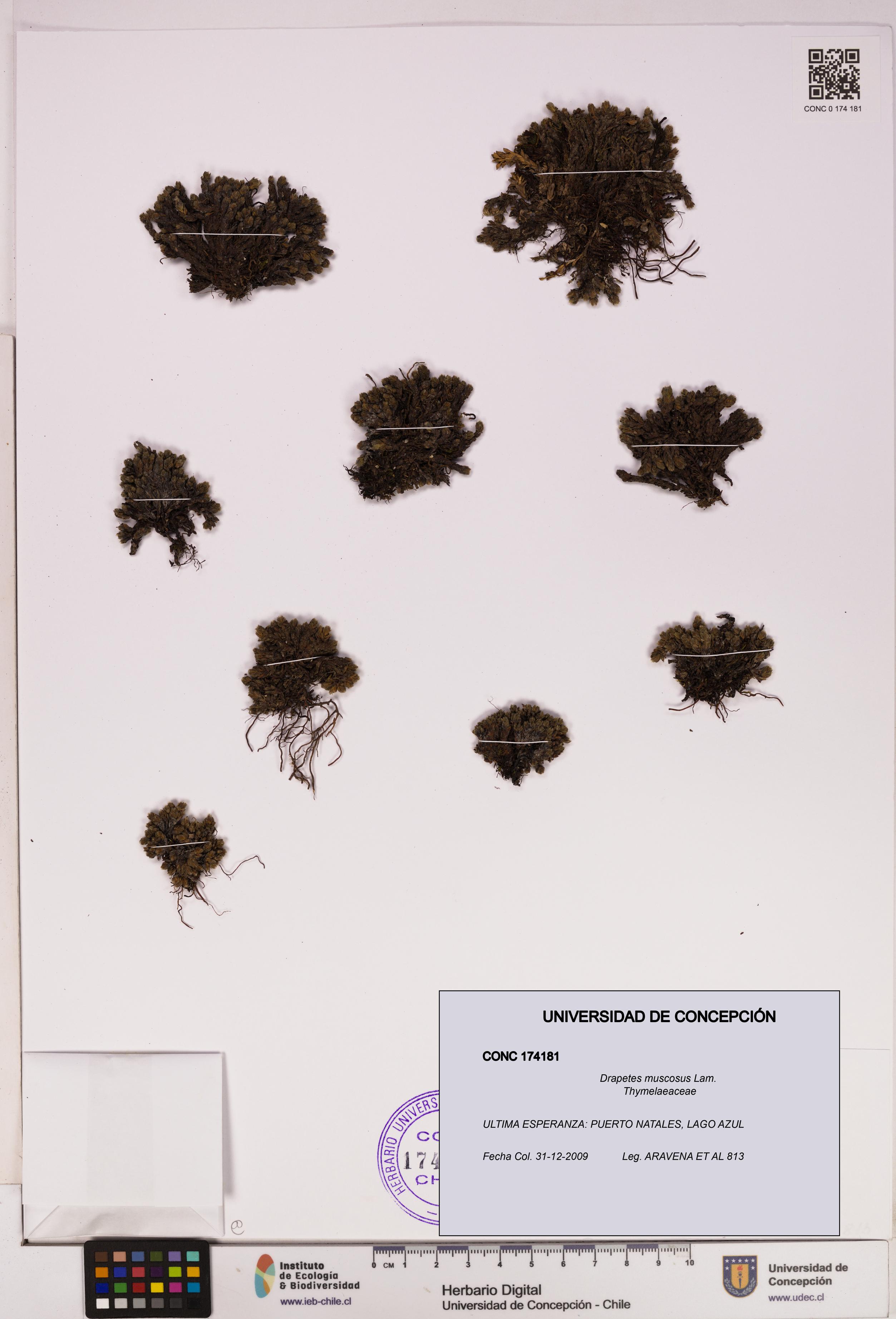Drapetes muscosus [Espécimen: UDEC:CONC:0174181]