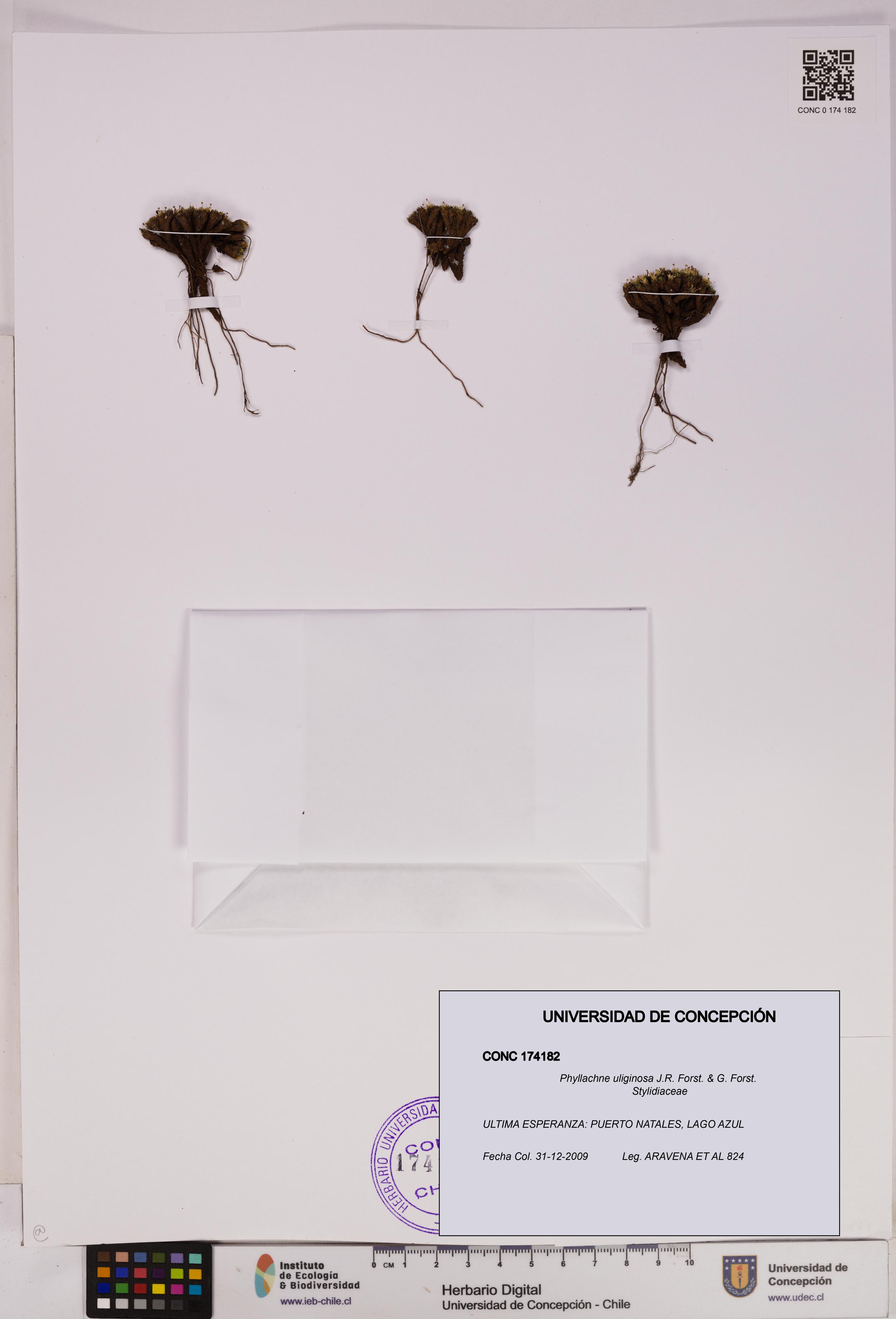Phyllachne uliginosa [Espécimen: UDEC:CONC:0174182]