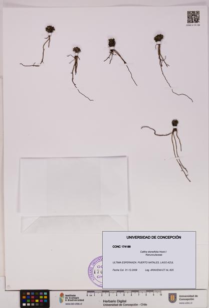 Caltha dioneifolia [Espécimen: UDEC:CONC:0174188]