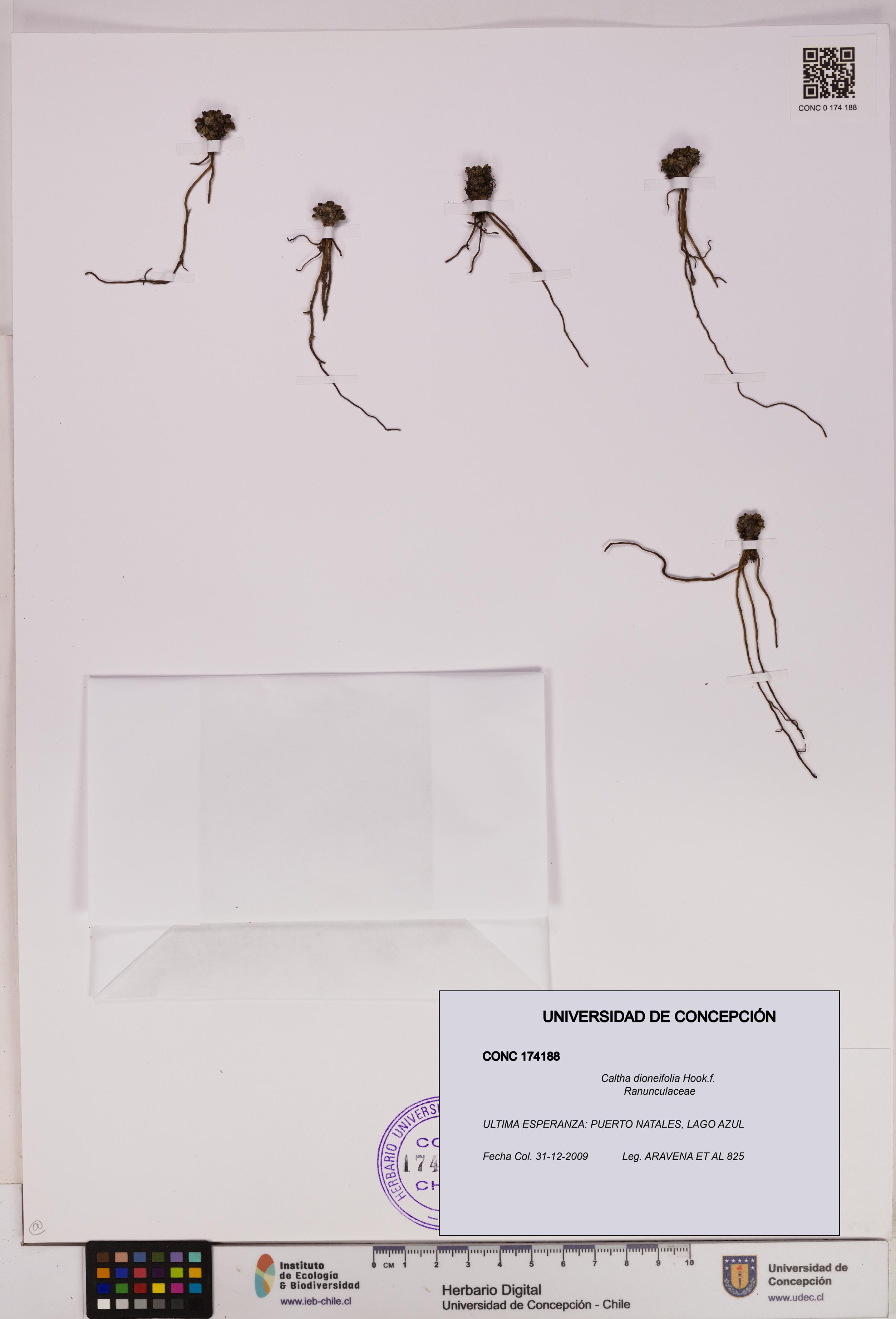 Caltha dioneifolia [Espécimen: UDEC:CONC:0174188]