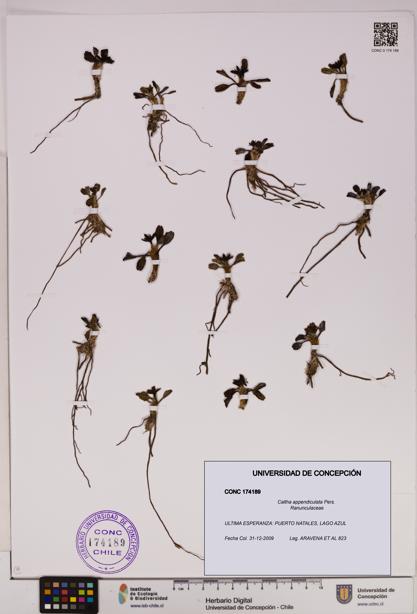 Caltha appendiculata [Espécimen: UDEC:CONC:0174189]