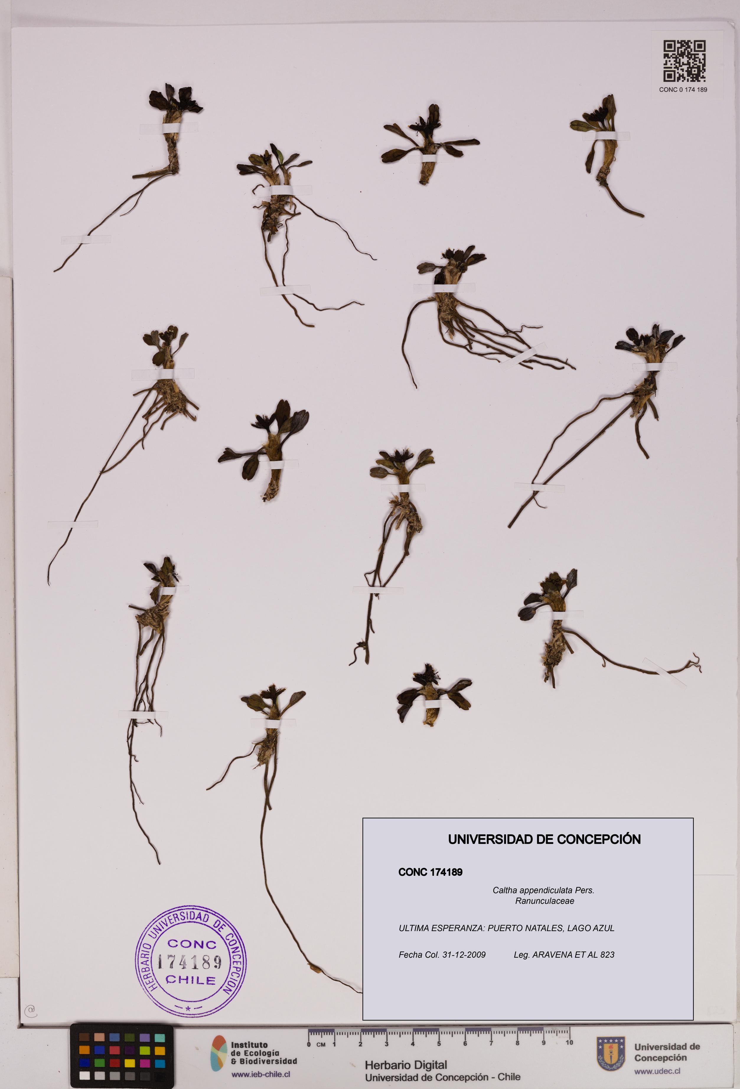 Caltha appendiculata [Espécimen: UDEC:CONC:0174189]