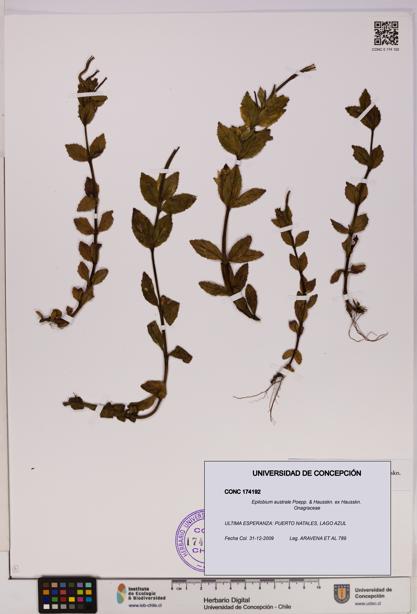 Epilobium australe [Espécimen: UDEC:CONC:0174192]