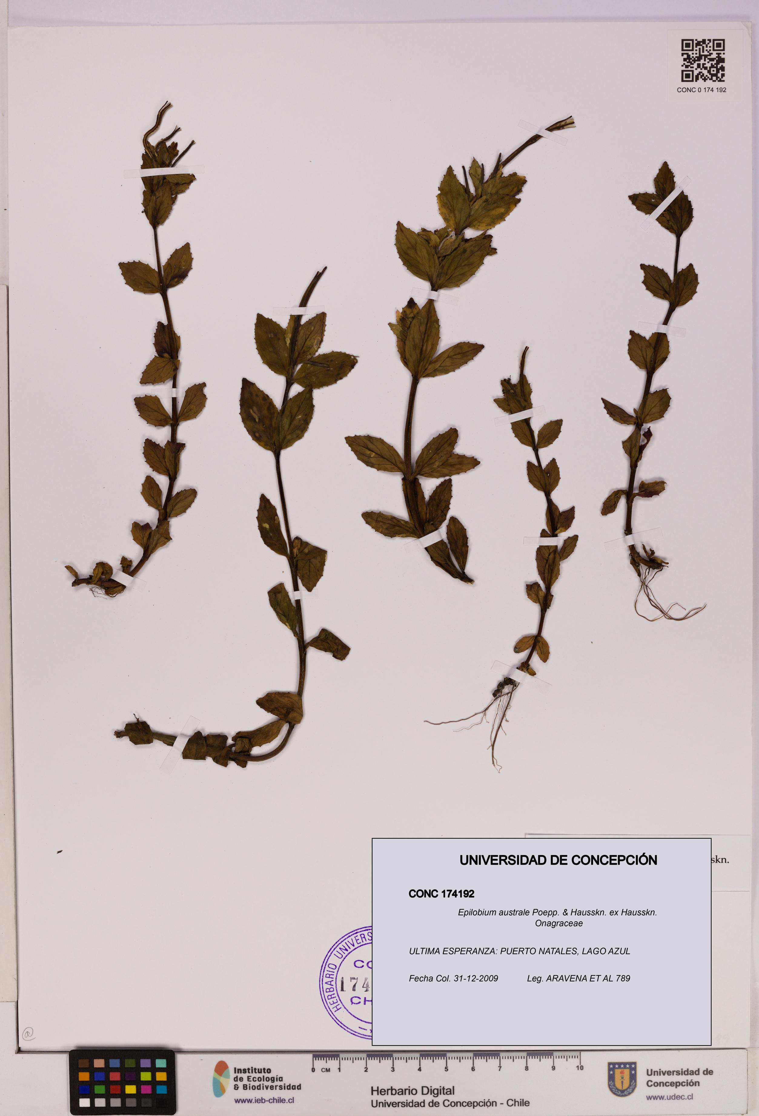 Epilobium australe [Espécimen: UDEC:CONC:0174192]