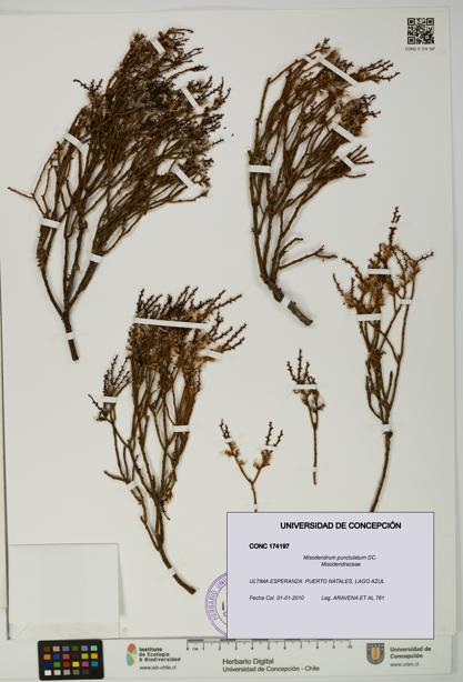 Misodendrum punctulatum [Espécimen: UDEC:CONC:0174197]