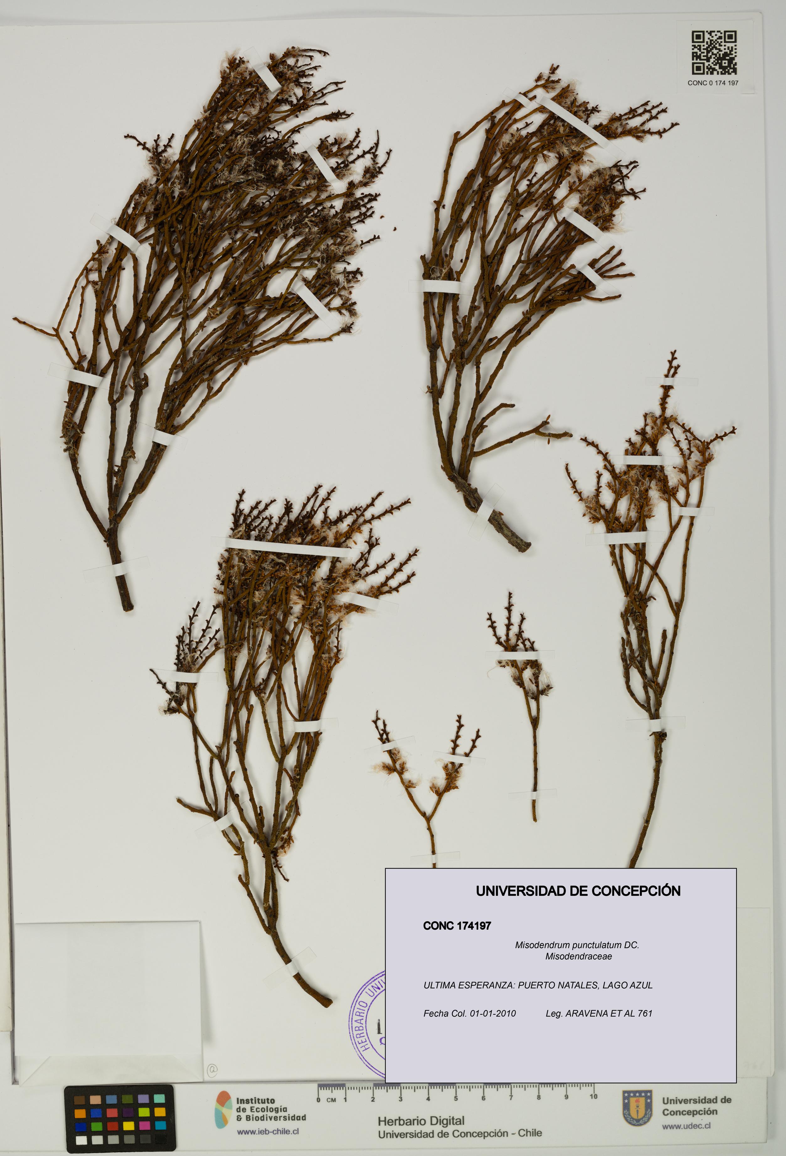 Misodendrum punctulatum [Espécimen: UDEC:CONC:0174197]