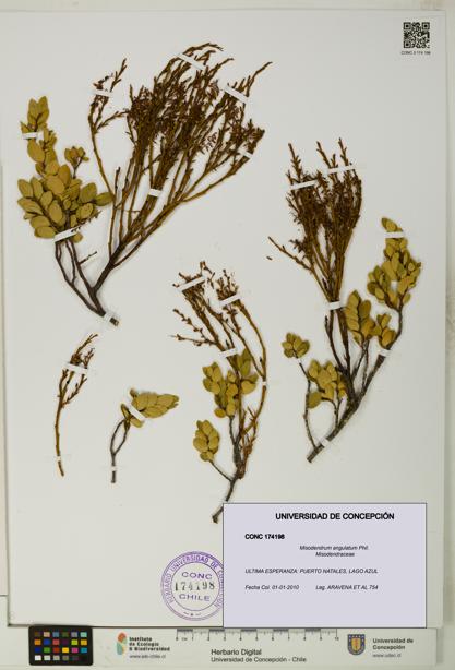 Misodendrum angulatum [Espécimen: UDEC:CONC:0174198]