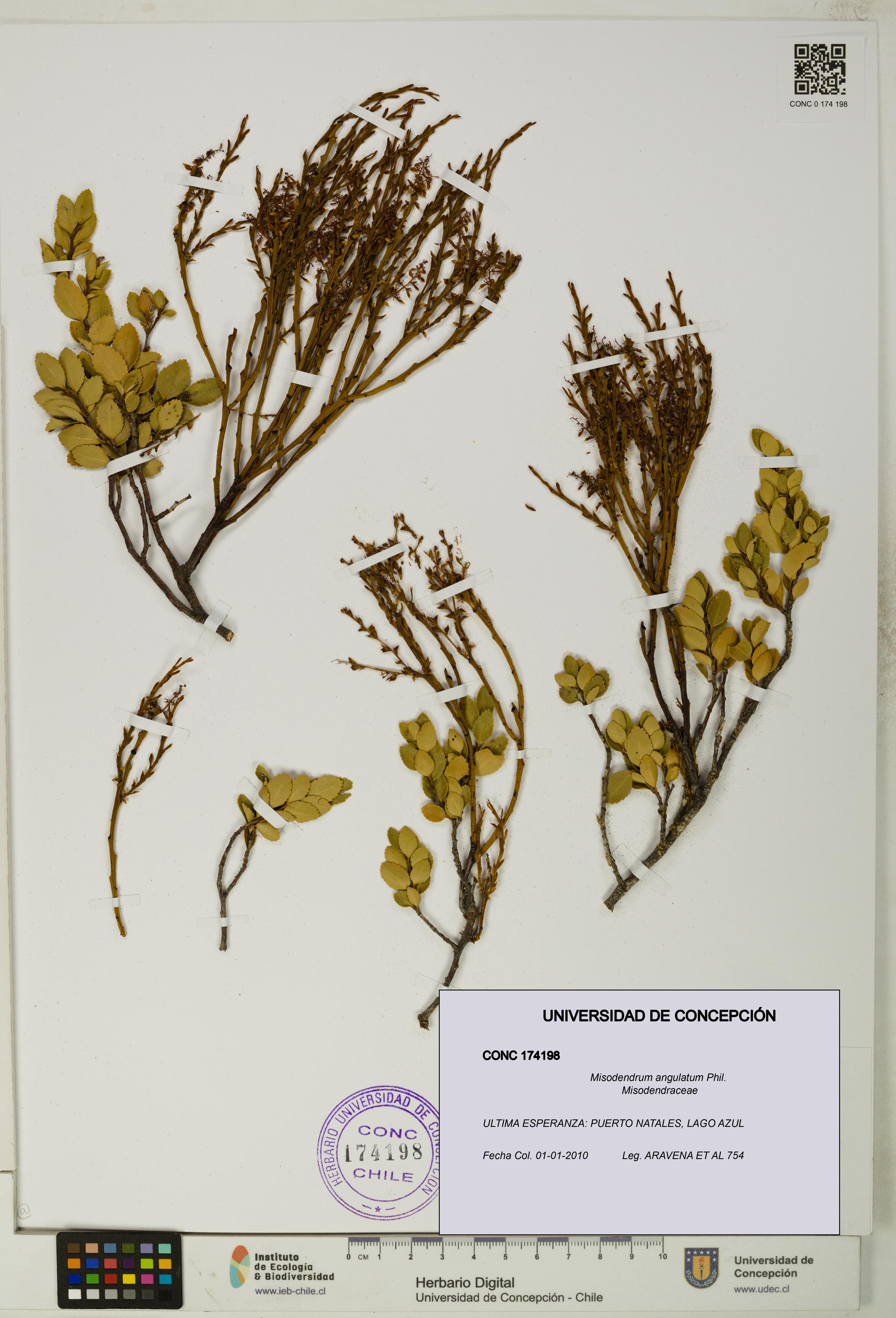 Misodendrum angulatum [Espécimen: UDEC:CONC:0174198]