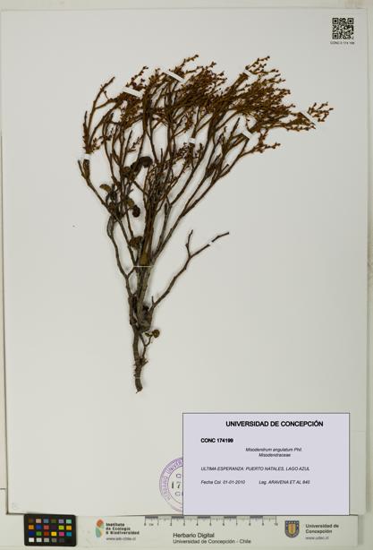 Misodendrum angulatum [Espécimen: UDEC:CONC:0174199]