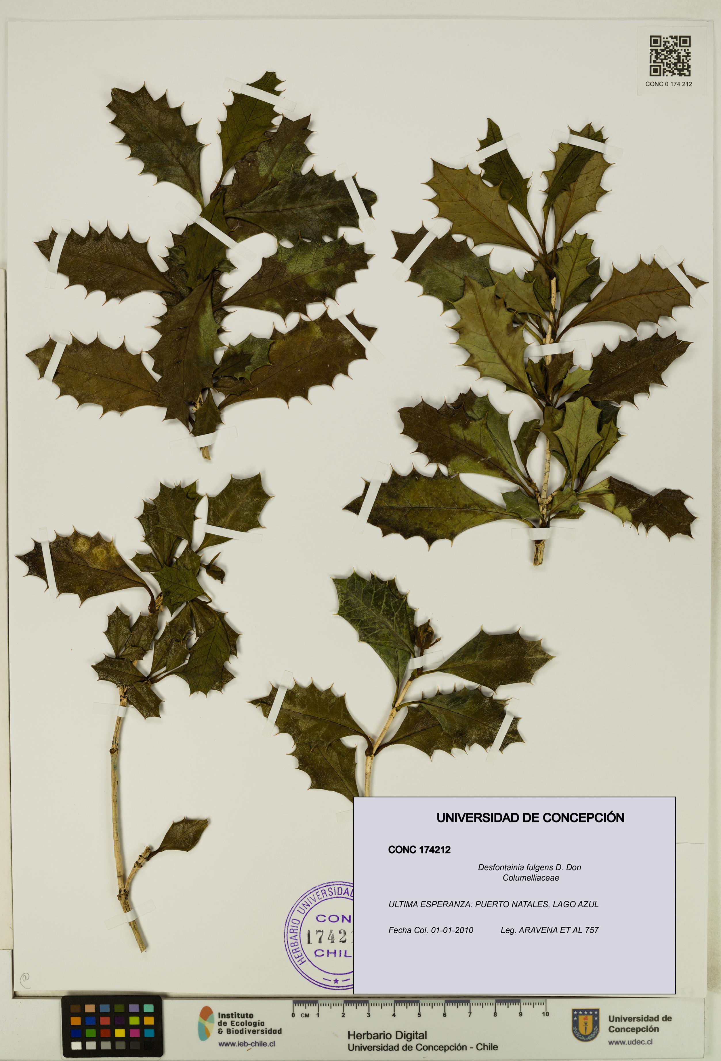Desfontainia fulgens [Espécimen: UDEC:CONC:0174212]