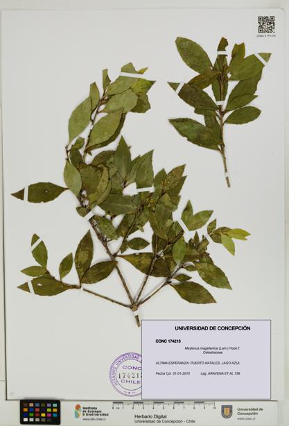 Maytenus magellanica [Espécimen: UDEC:CONC:0174213]