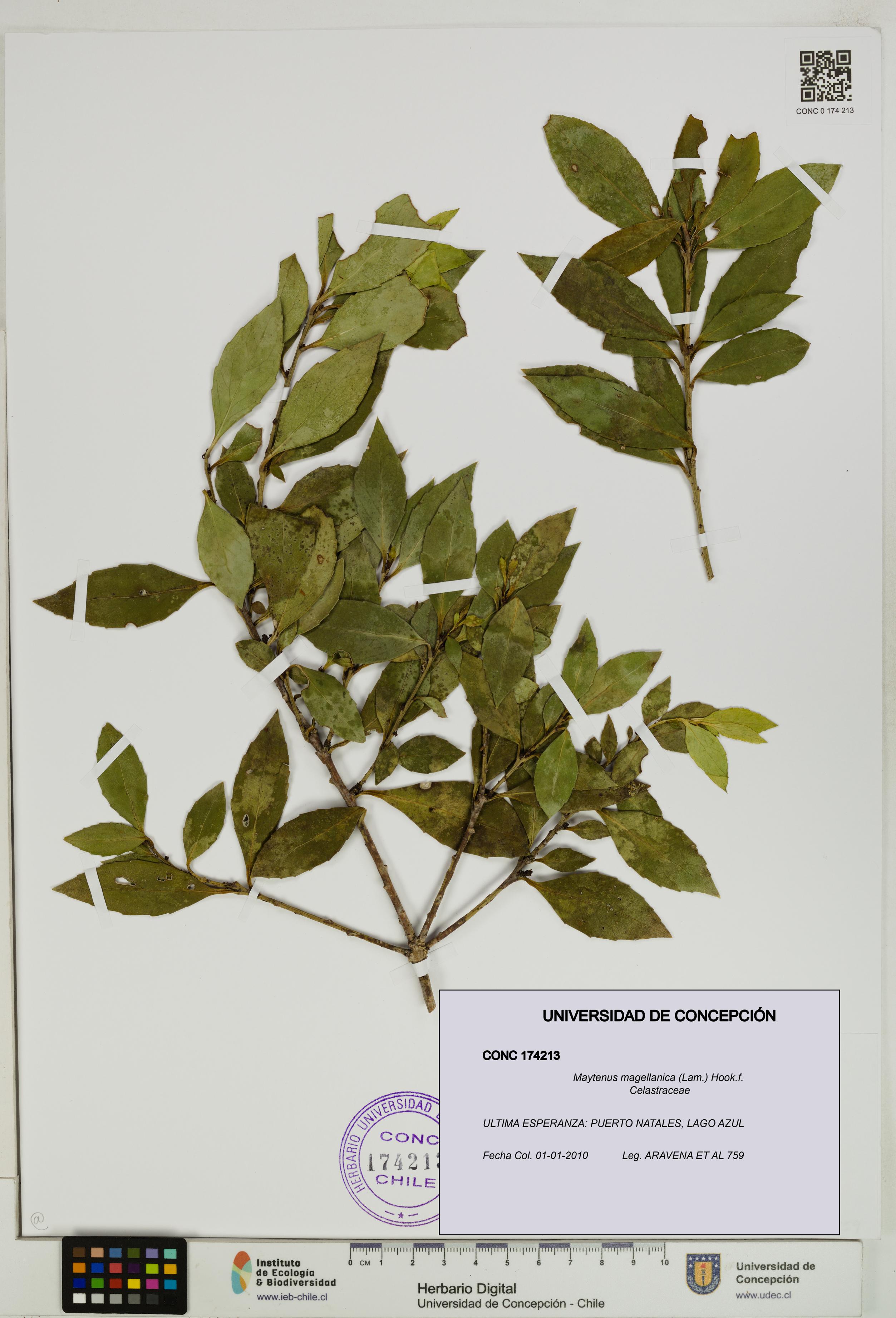 Maytenus magellanica [Espécimen: UDEC:CONC:0174213]