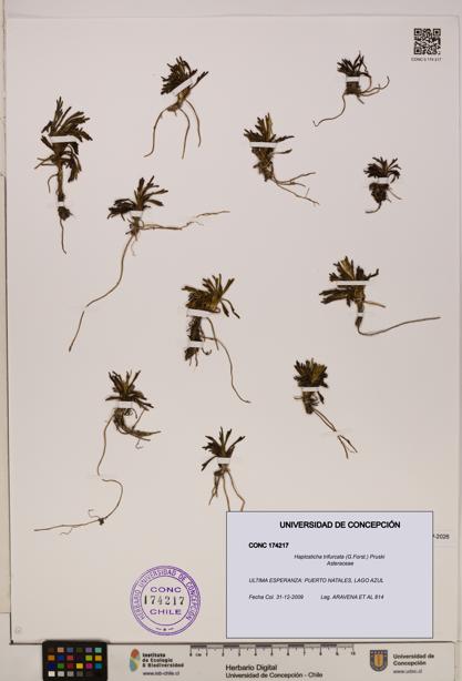 Haplosticha trifurcata [Espécimen: UDEC:CONC:0174217]