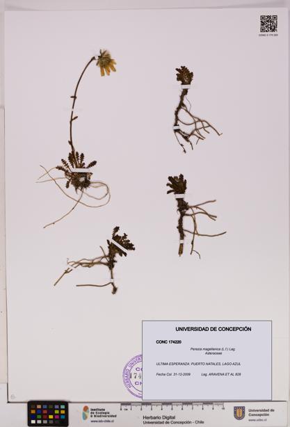 Perezia magellanica [Espécimen: UDEC:CONC:0174220]