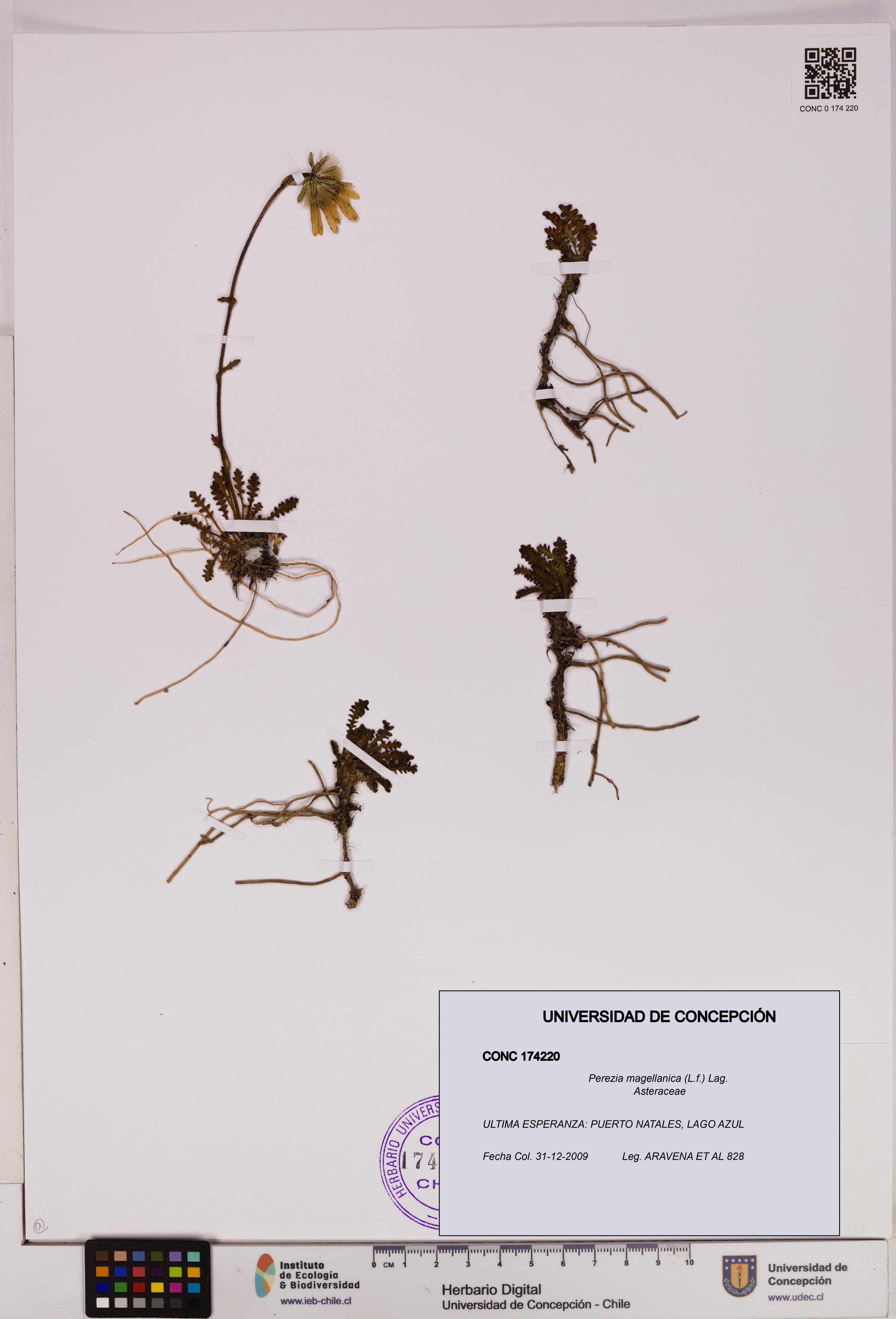 Perezia magellanica [Espécimen: UDEC:CONC:0174220]