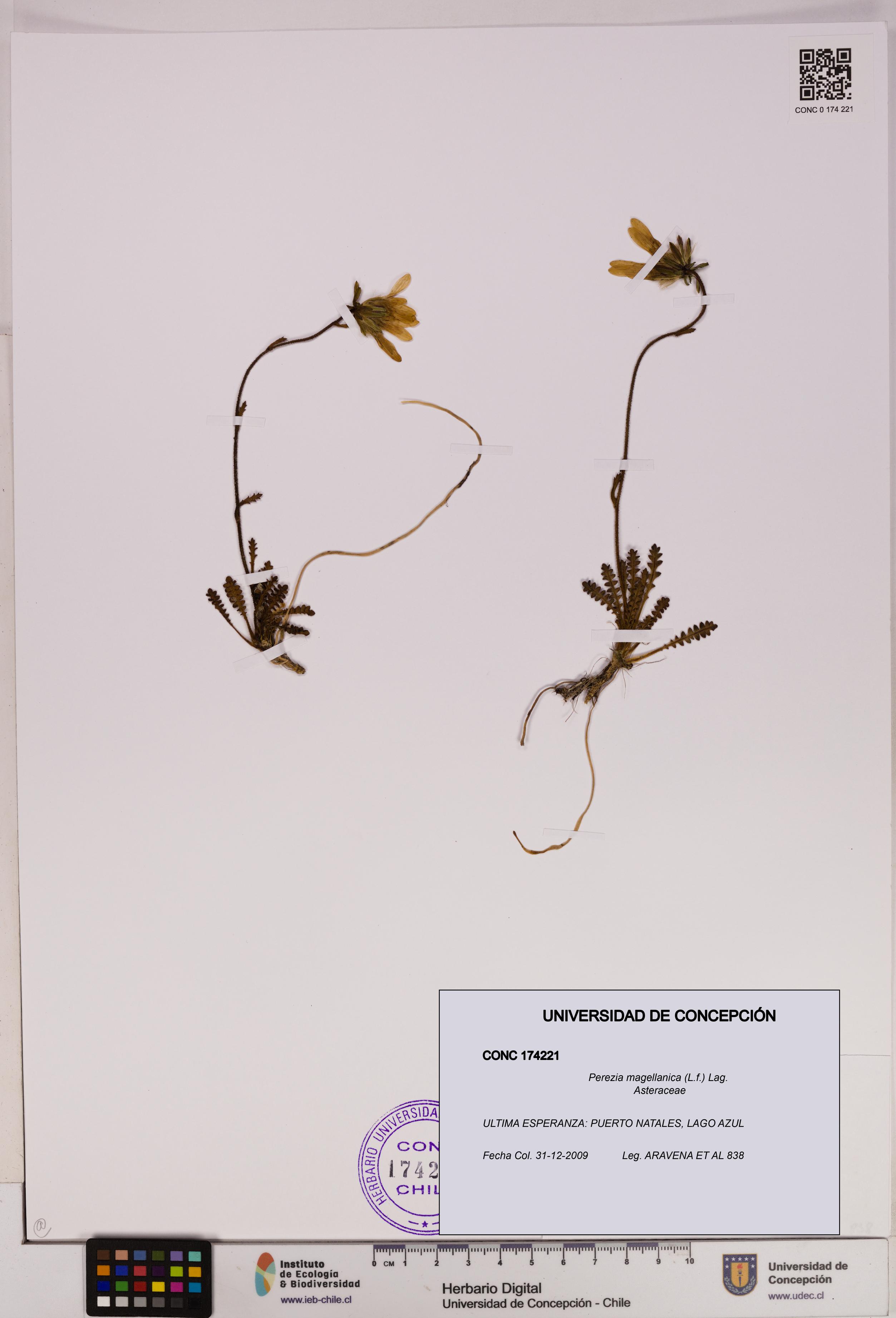 Perezia magellanica [Espécimen: UDEC:CONC:0174221]