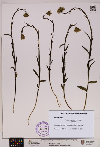 Perezia lactucoides [Espécimen: UDEC:CONC:0174222]