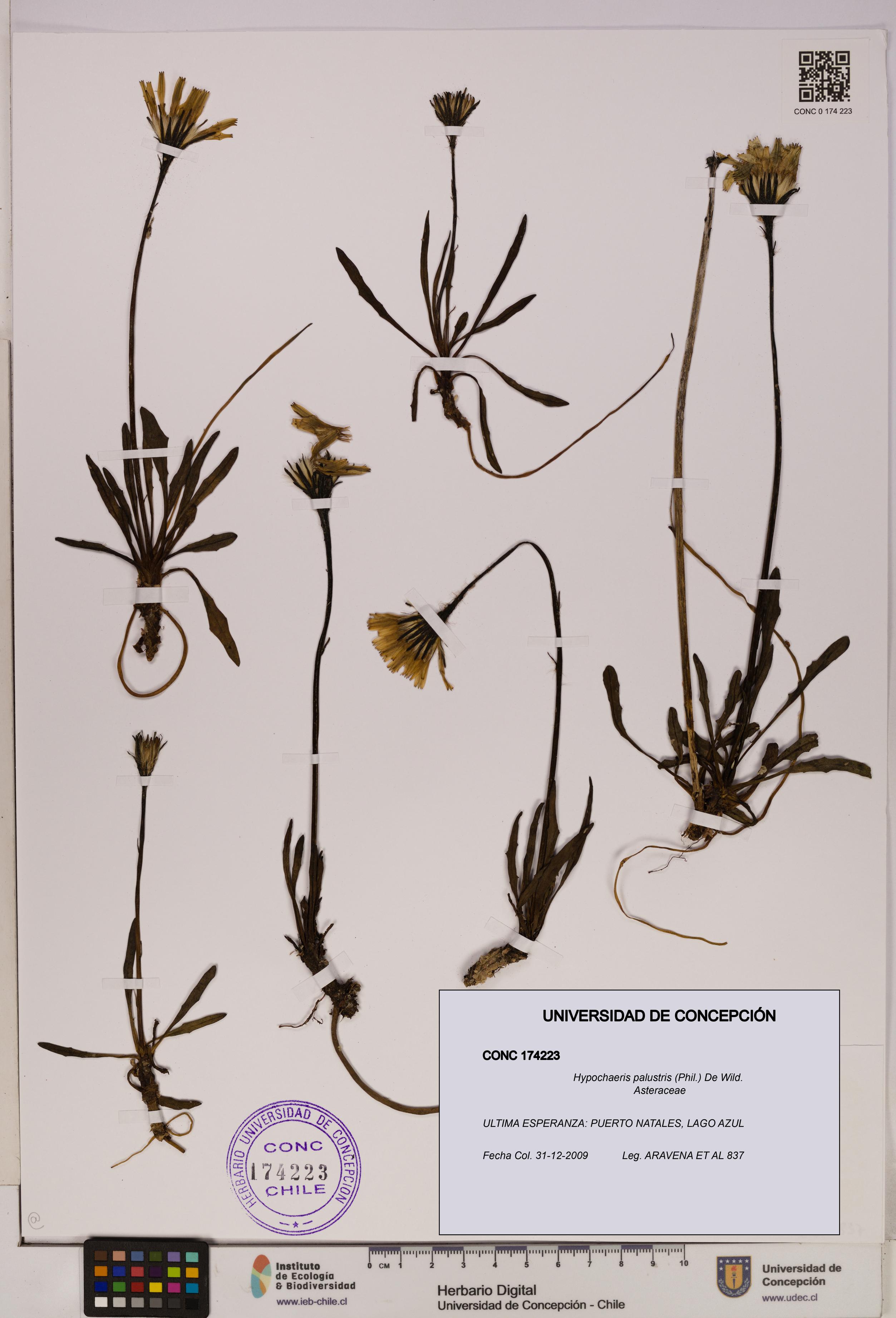 Hypochaeris palustris [Espécimen: UDEC:CONC:0174223]