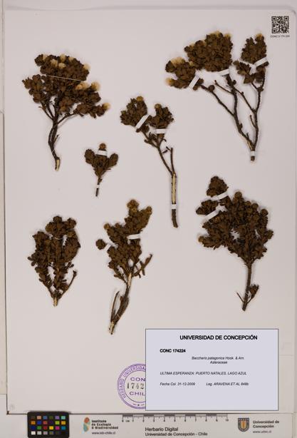 Baccharis patagonica [Espécimen: UDEC:CONC:0174224]