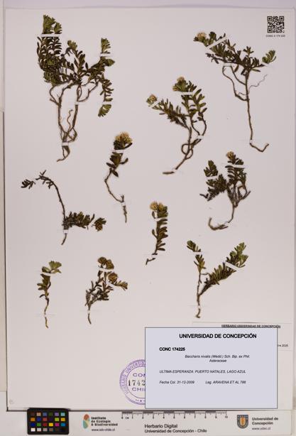 Baccharis nivalis [Espécimen: UDEC:CONC:0174225]