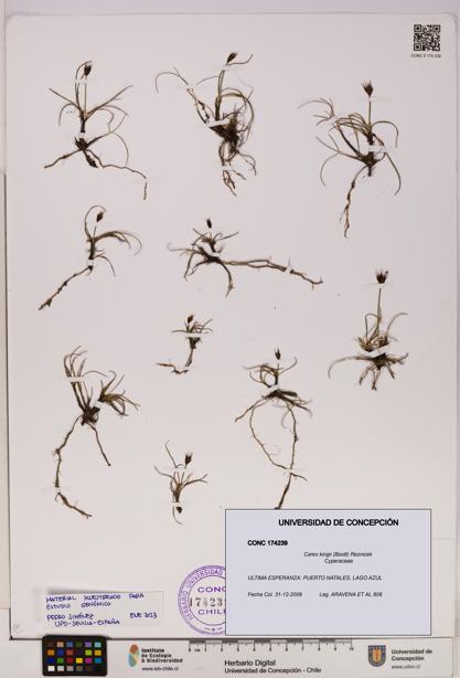 Carex kingii [Espécimen: UDEC:CONC:0174239]