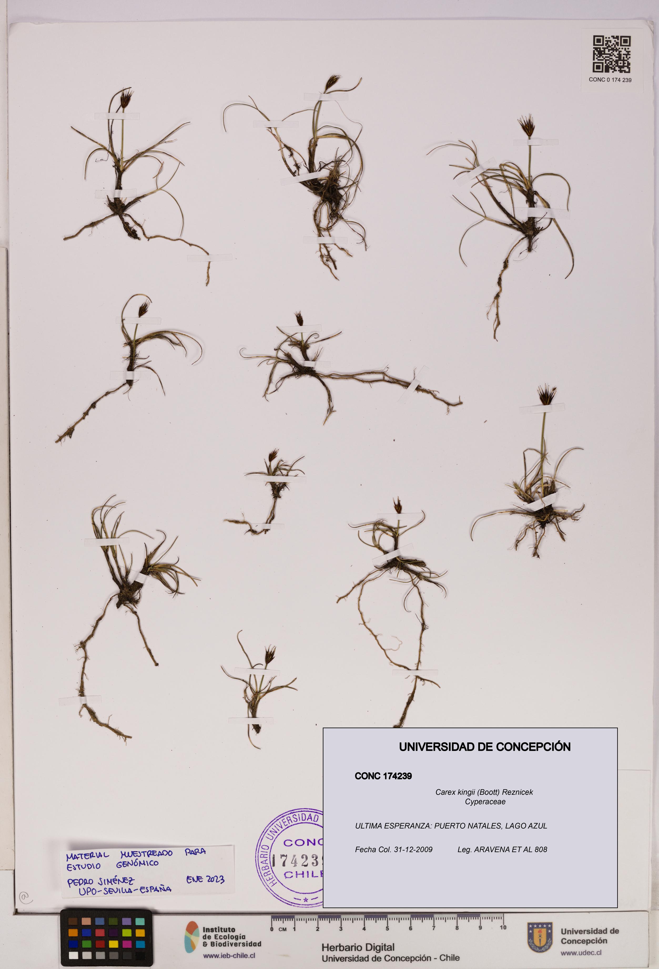 Carex kingii [Espécimen: UDEC:CONC:0174239]