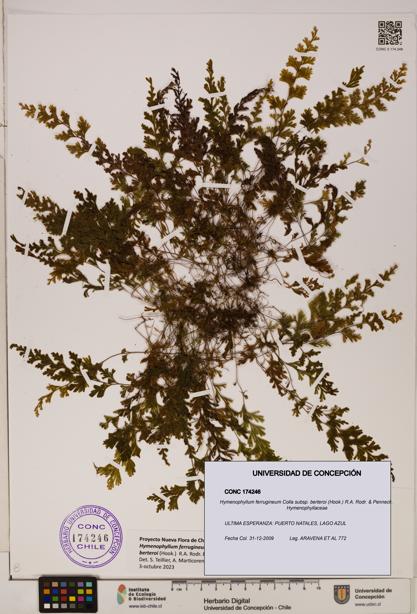 Hymenophyllum ferrugineum [Espécimen: UDEC:CONC:0174246]