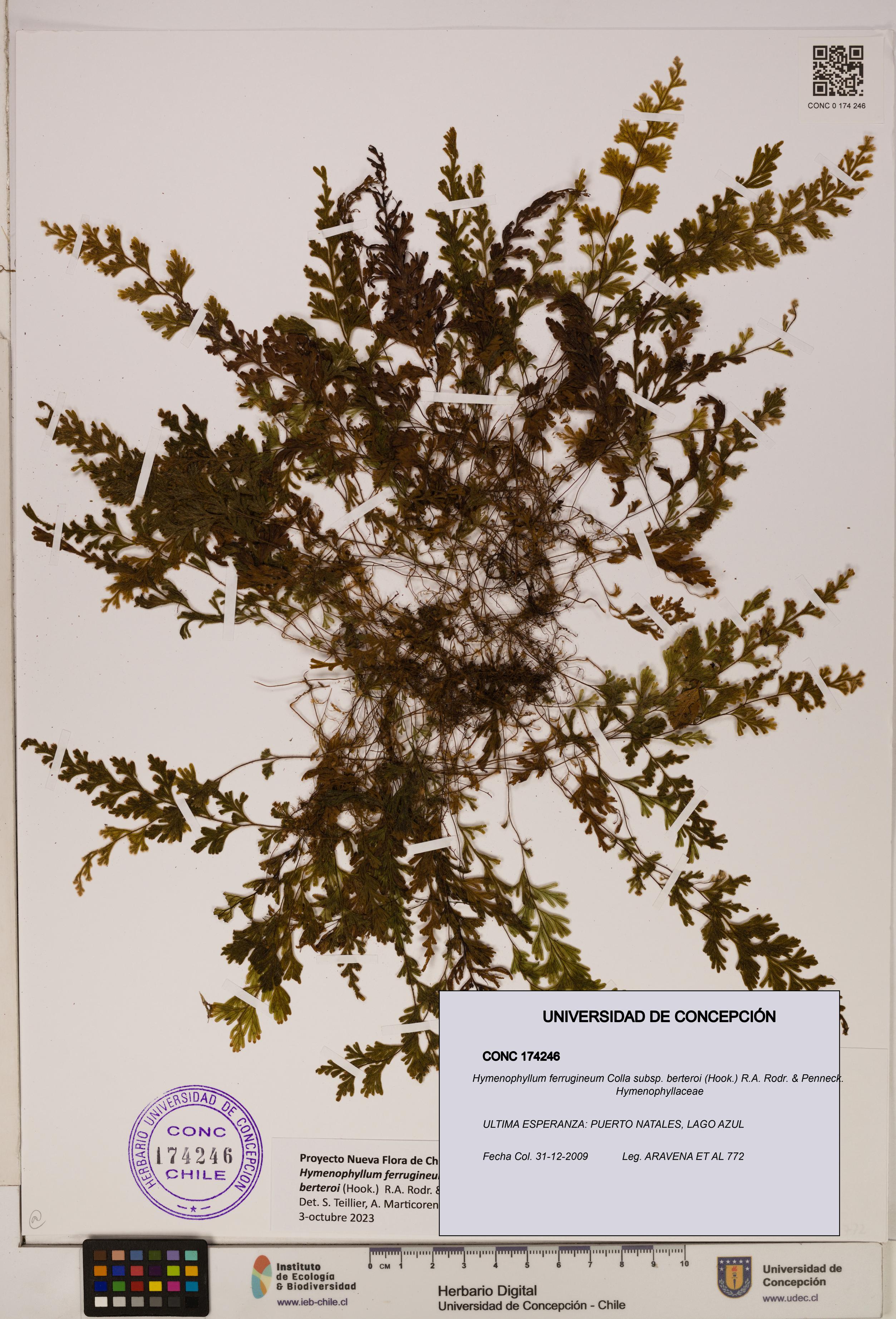 Hymenophyllum ferrugineum [Espécimen: UDEC:CONC:0174246]
